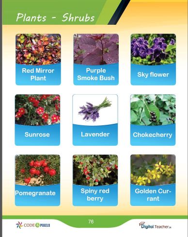 Plants and shrubs plants picture names with examples